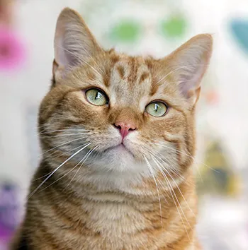 older-cat