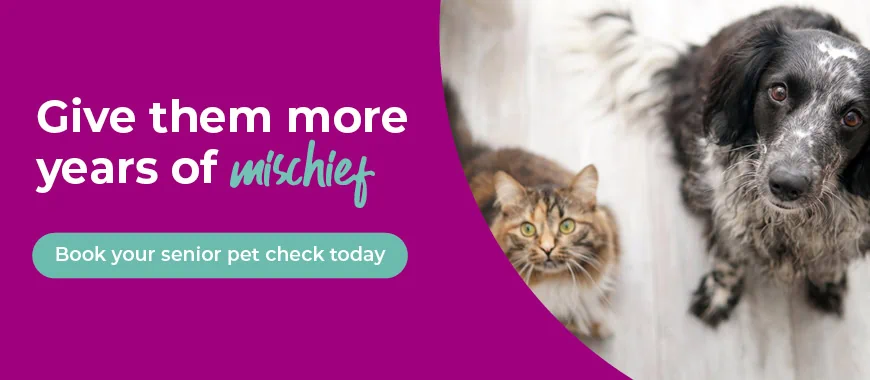 Cinque Ports Vets is a veterinary practice with 6 branches in Kent