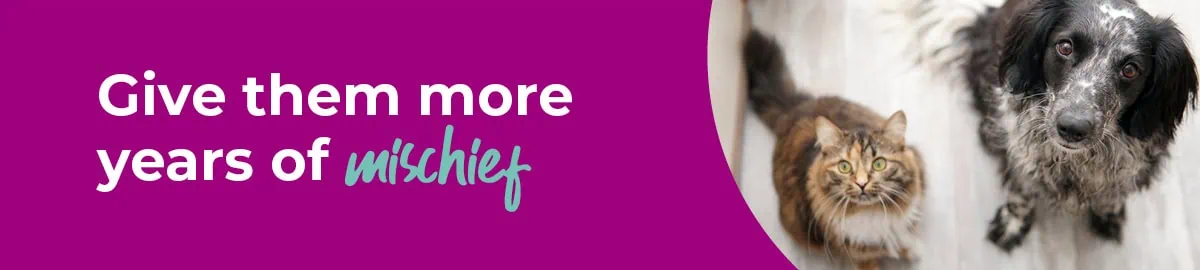 Is your pet aged eight or above? Help them live healthier lives