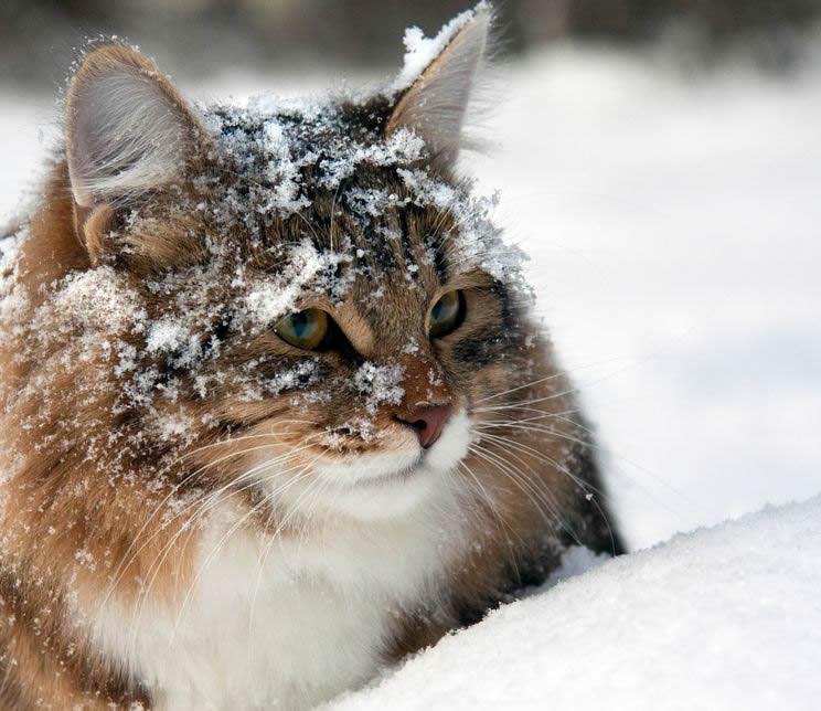 Winter Tips For Your Pets