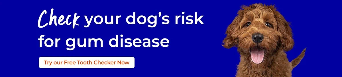 Oral Health Care for Cats