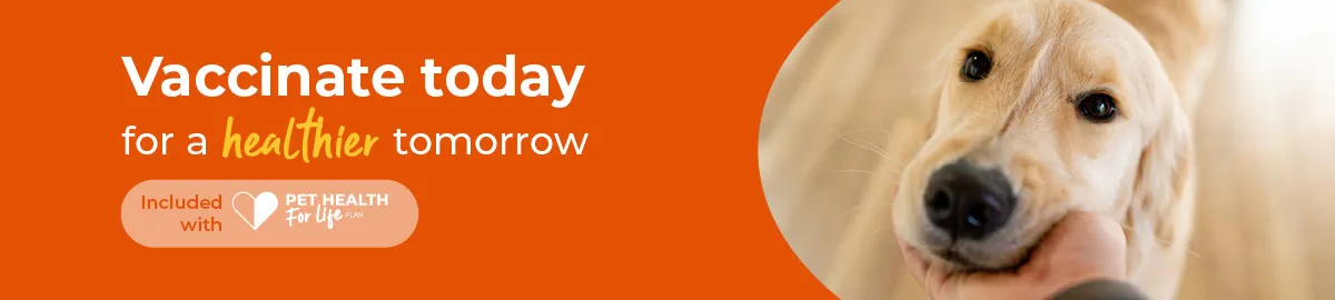 Dog vaccinations, cat vaccinations and rabbit vaccinations