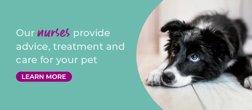 Cinque Ports Vets is a veterinary practice with 6 branches in Kent